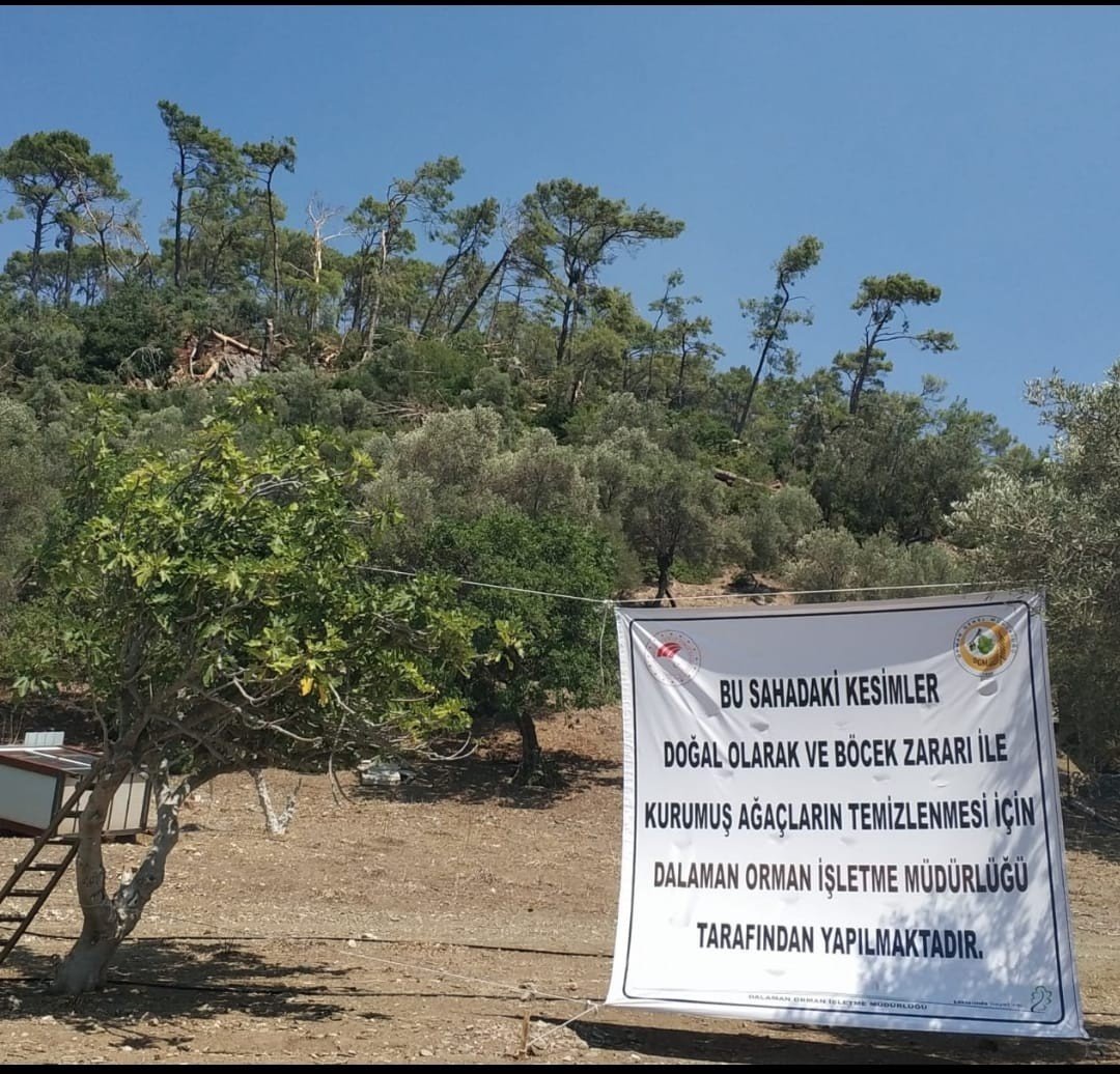 Karadan ulaşım yok, tomruklar denizden taşındı