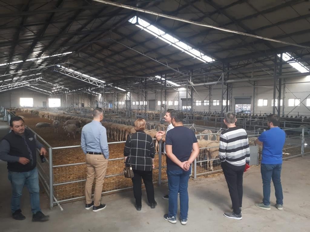 Manisa Büyükşehir damızlık koç desteğine hazırlanıyor