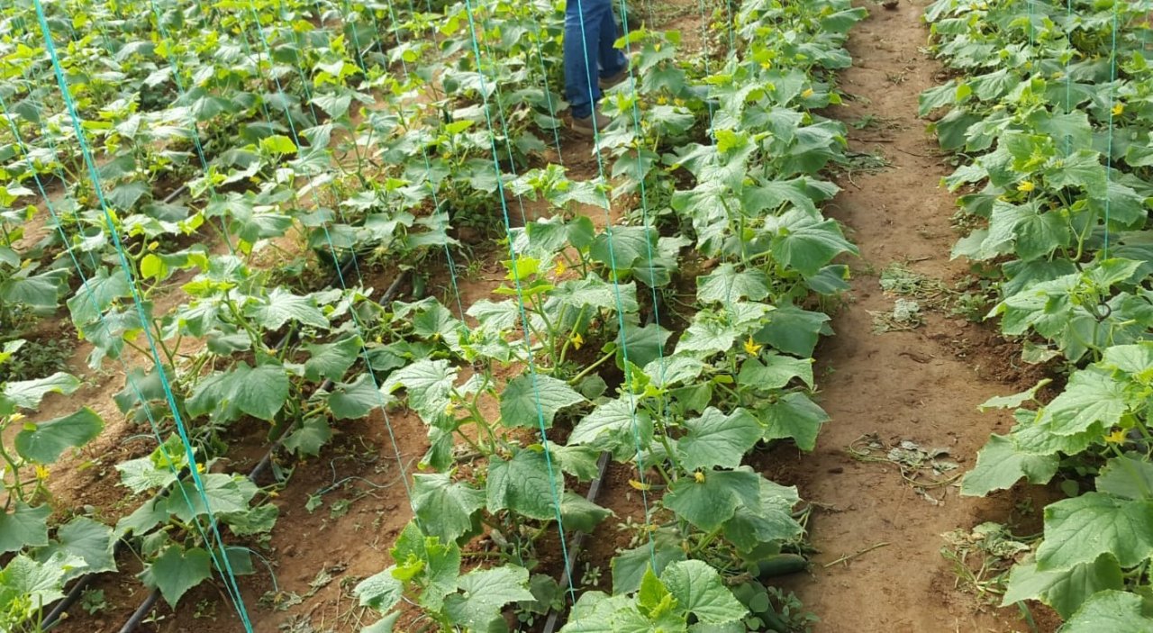 Genç girişimci evinin bahçesine kurduğu serada ürünlerini almaya başladı