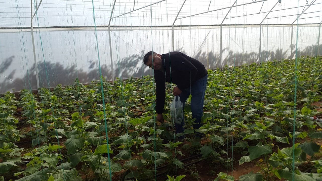 Genç girişimci evinin bahçesine kurduğu serada ürünlerini almaya başladı