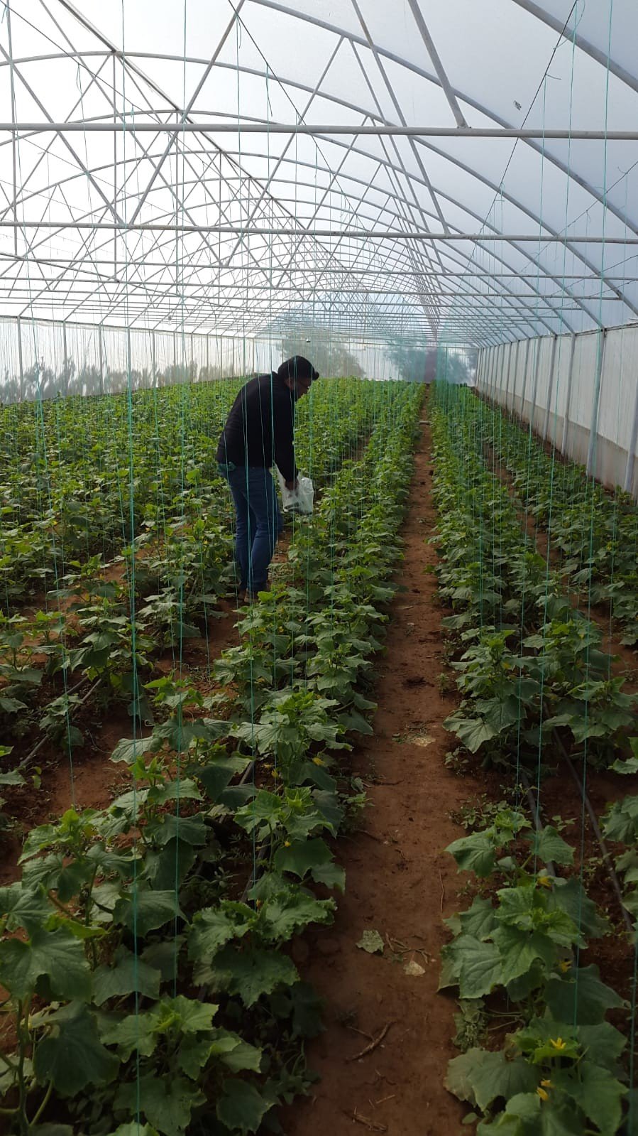 Genç girişimci evinin bahçesine kurduğu serada ürünlerini almaya başladı