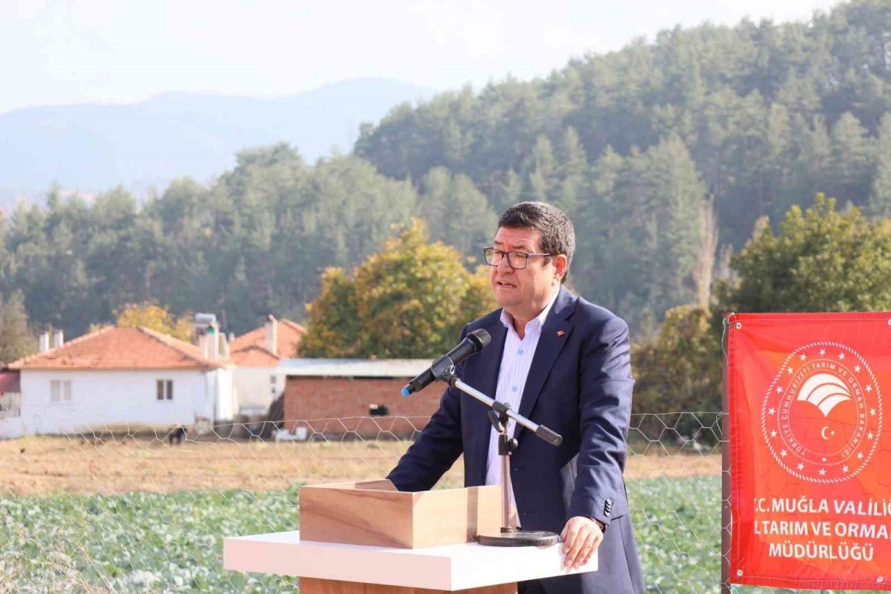 Muğla’da kışlık sebze üretimi projesinde hasat zamanı