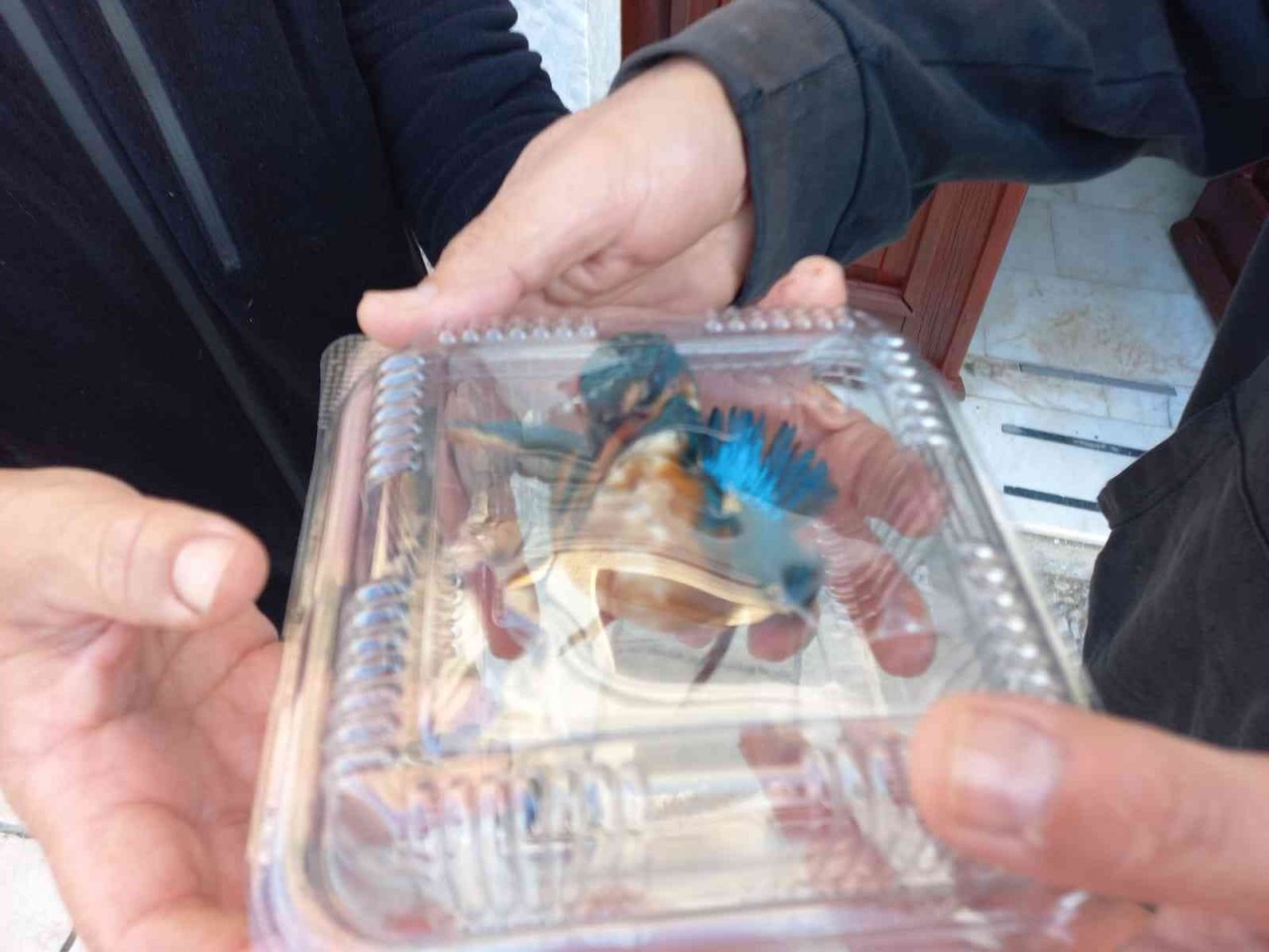 Yalıçapkını, bitkin halde bulundu