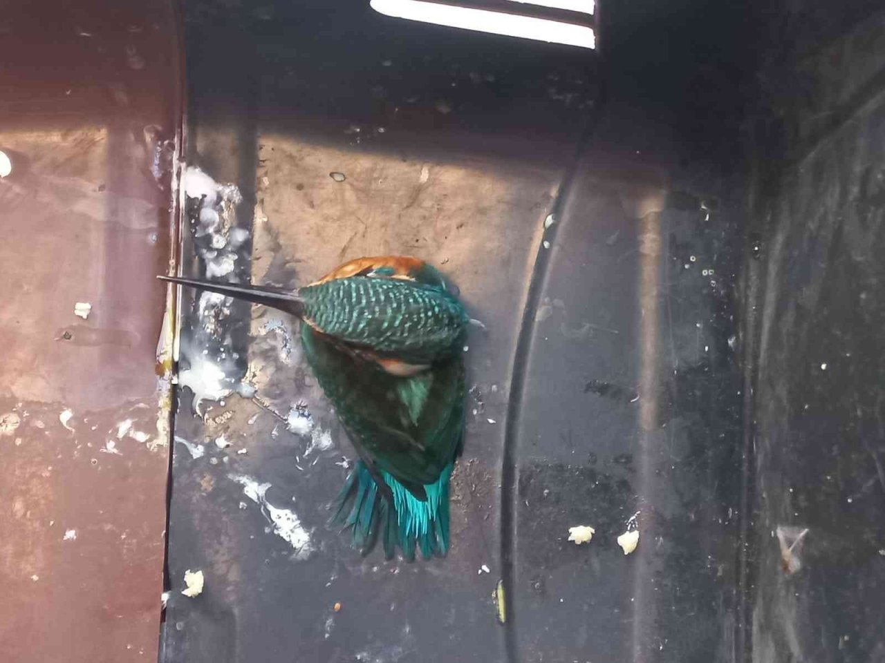 Yalıçapkını, bitkin halde bulundu