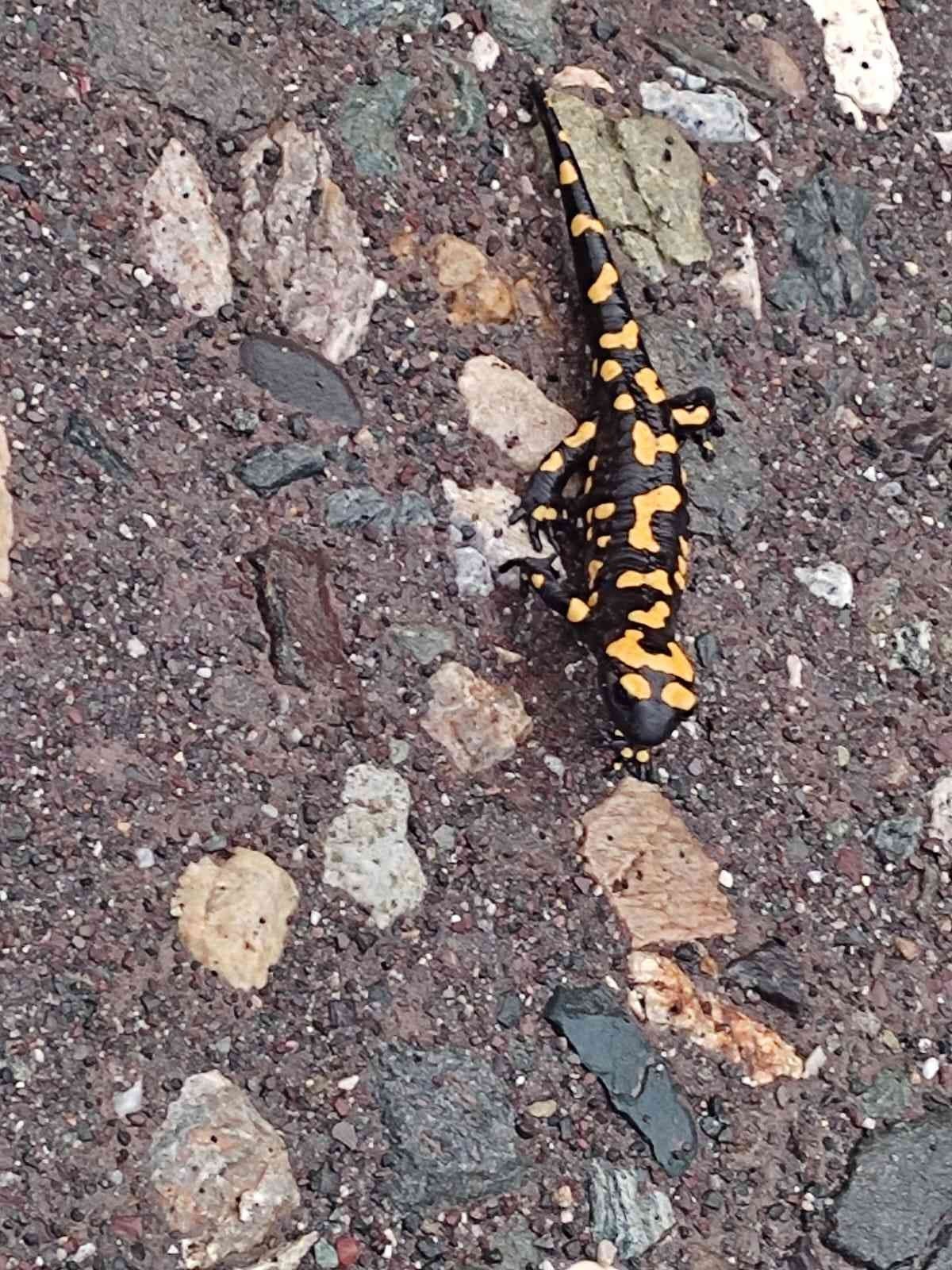 Adıyaman’da sarı benekli semender görüldü