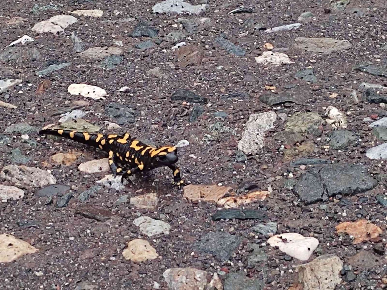 Adıyaman’da sarı benekli semender görüldü