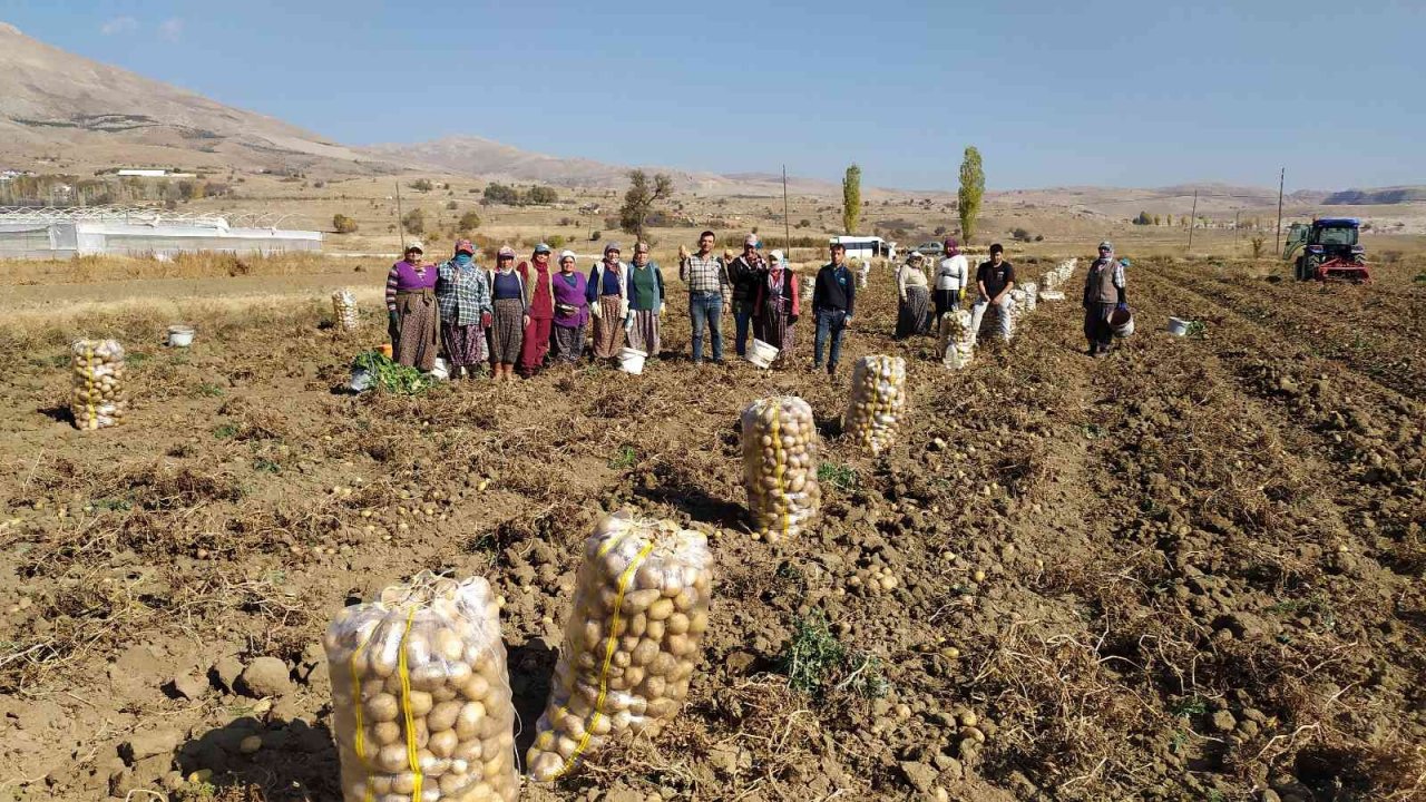 Yaylada patates hasadı sona erdi