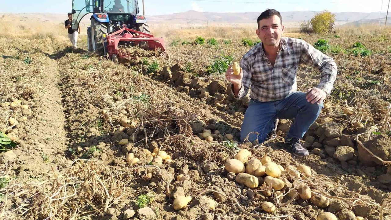 Yaylada patates hasadı sona erdi