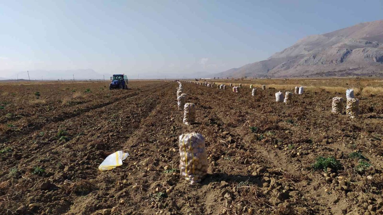 Yaylada patates hasadı sona erdi