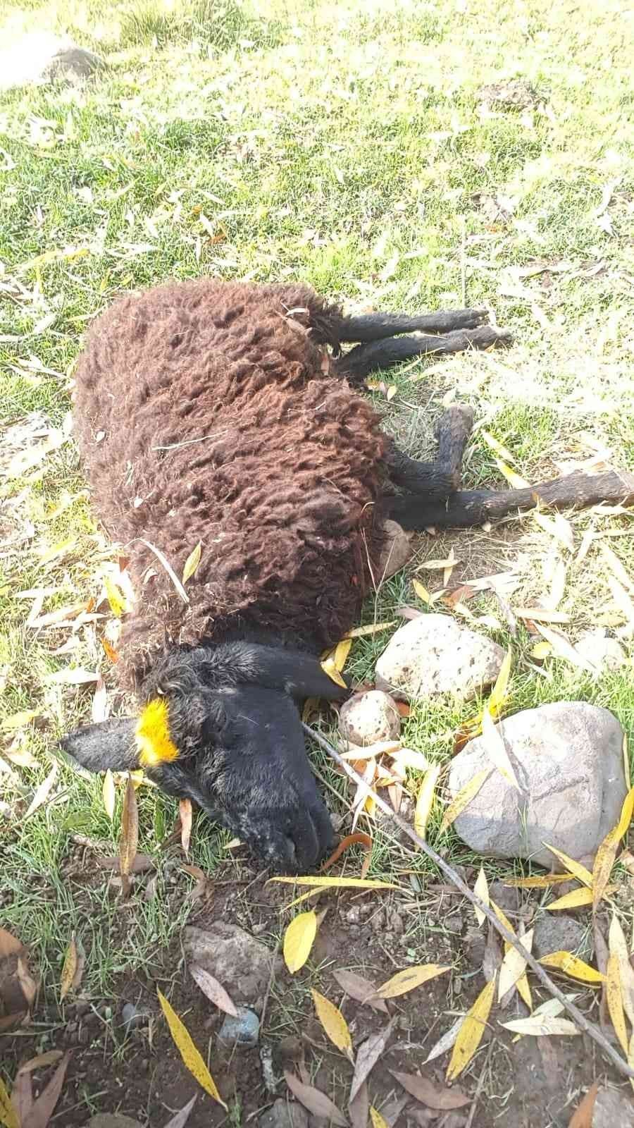 Köpeklerin saldırısına uğrayan 3 koyun telef oldu
