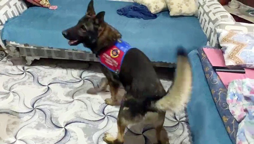 Hatay’da 1 kilo 300 gram esrar ele geçirildi