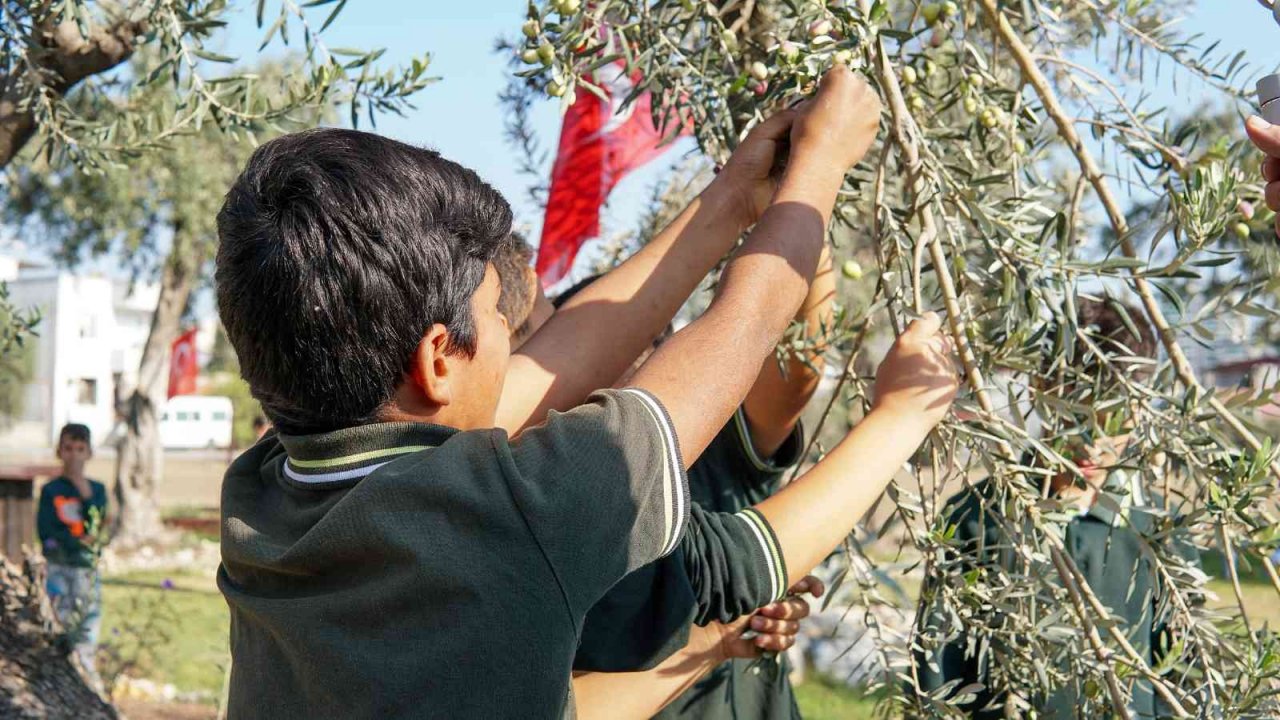 Zeytin gen bahçesi okullara ev sahipliği yapıyor