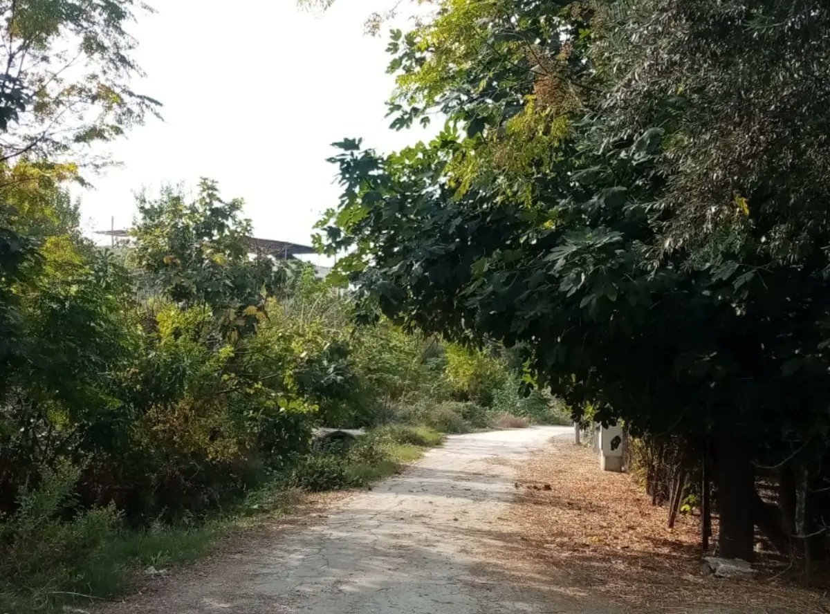 Kadirli’de görüşü engelleyen ağaçlar budanıyor