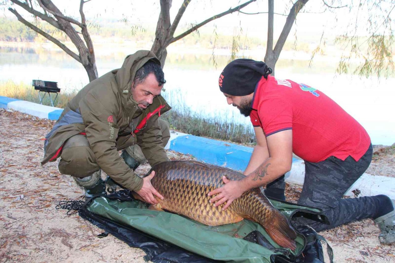 Türkiye’nin en büyük sazanı Bilecik’te yakalandı