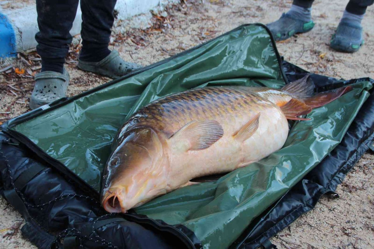 Türkiye’nin en büyük sazanı Bilecik’te yakalandı