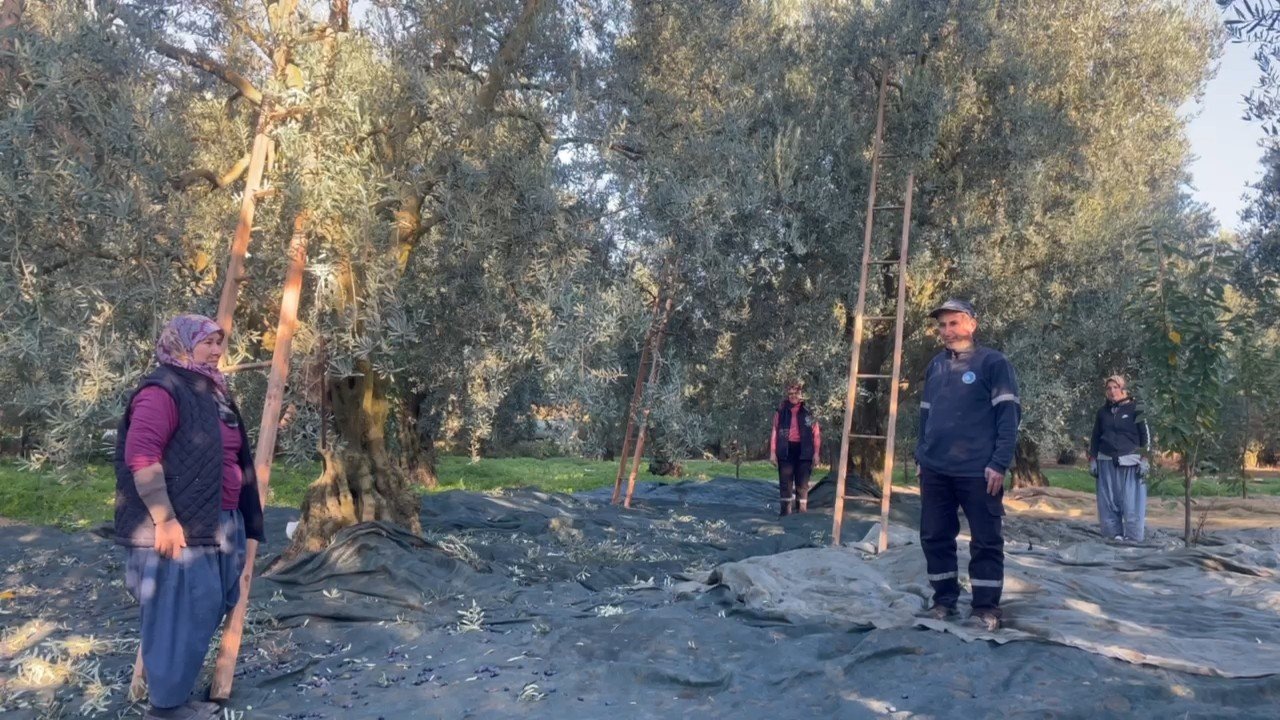 Zeytin toplayan köylü kadınlar tarlada böyle saygı duruşuna durdu