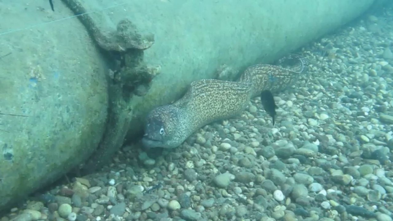 Sualtına dalan profesör keskin dişli müren balığıyla burun buruna geldi