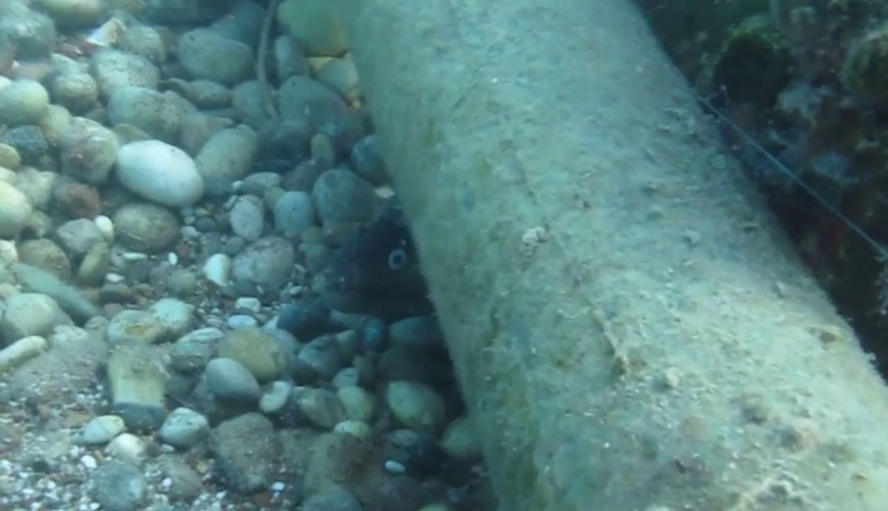 Sualtına dalan profesör keskin dişli müren balığıyla burun buruna geldi