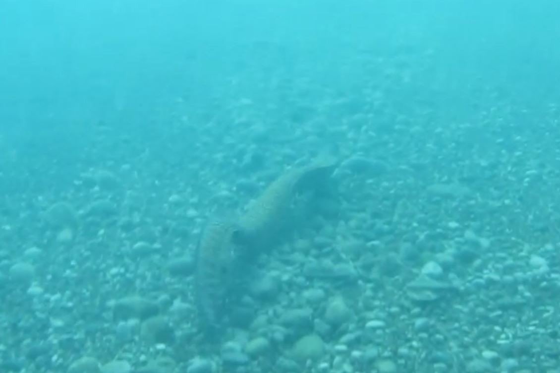 Sualtına dalan profesör keskin dişli müren balığıyla burun buruna geldi