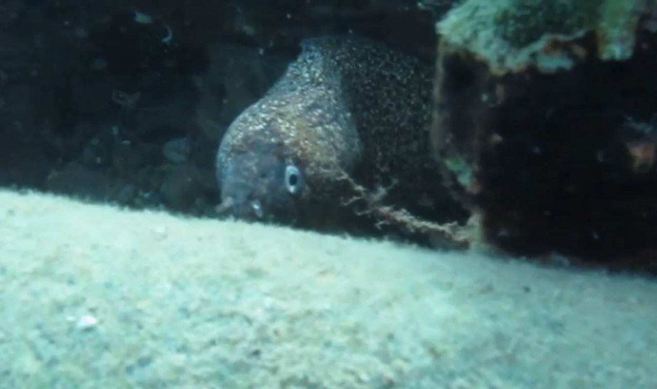 Sualtına dalan profesör keskin dişli müren balığıyla burun buruna geldi