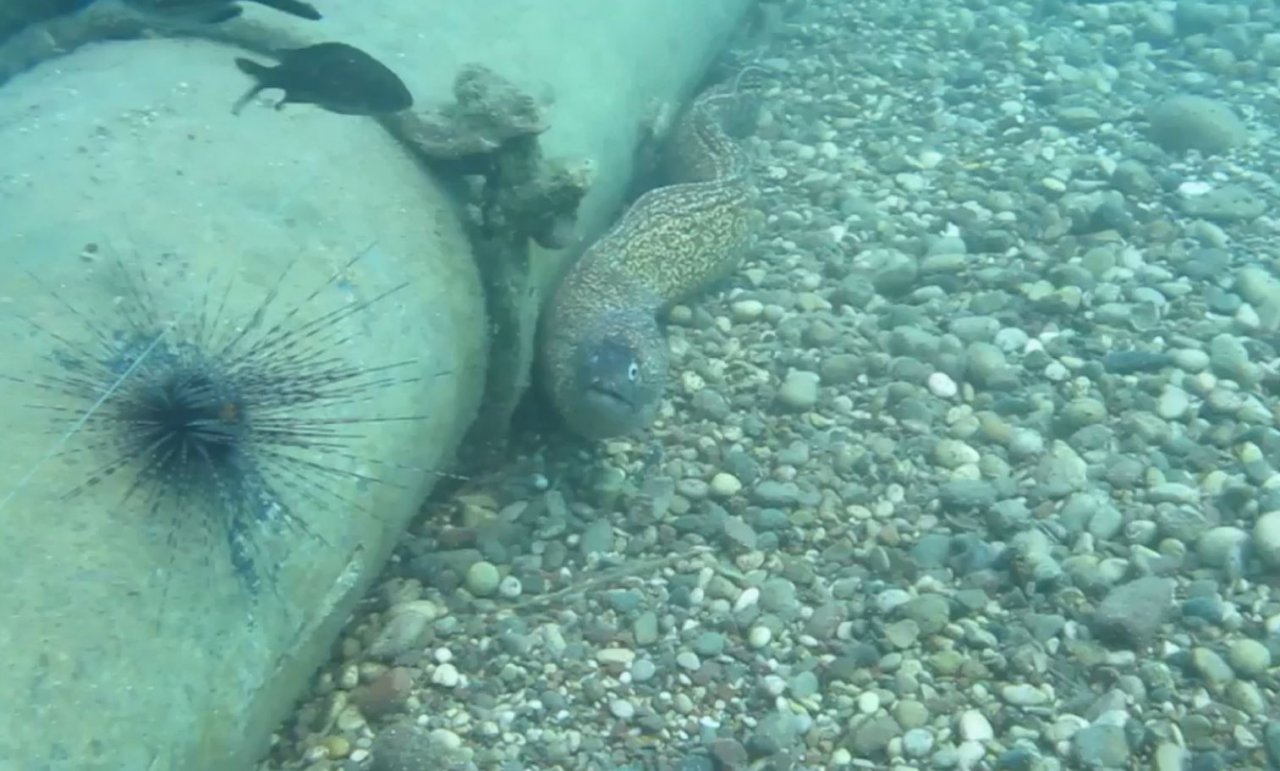 Sualtına dalan profesör keskin dişli müren balığıyla burun buruna geldi