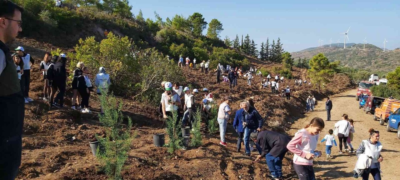 Datça’da bin adet harnup ve kızılçam fidanı dikildi