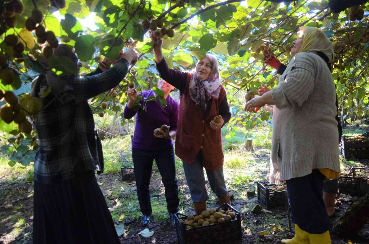 Ordu’da kivi hasadı başladı