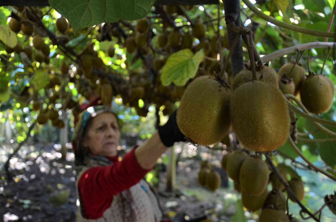 Ordu’da kivi hasadı başladı