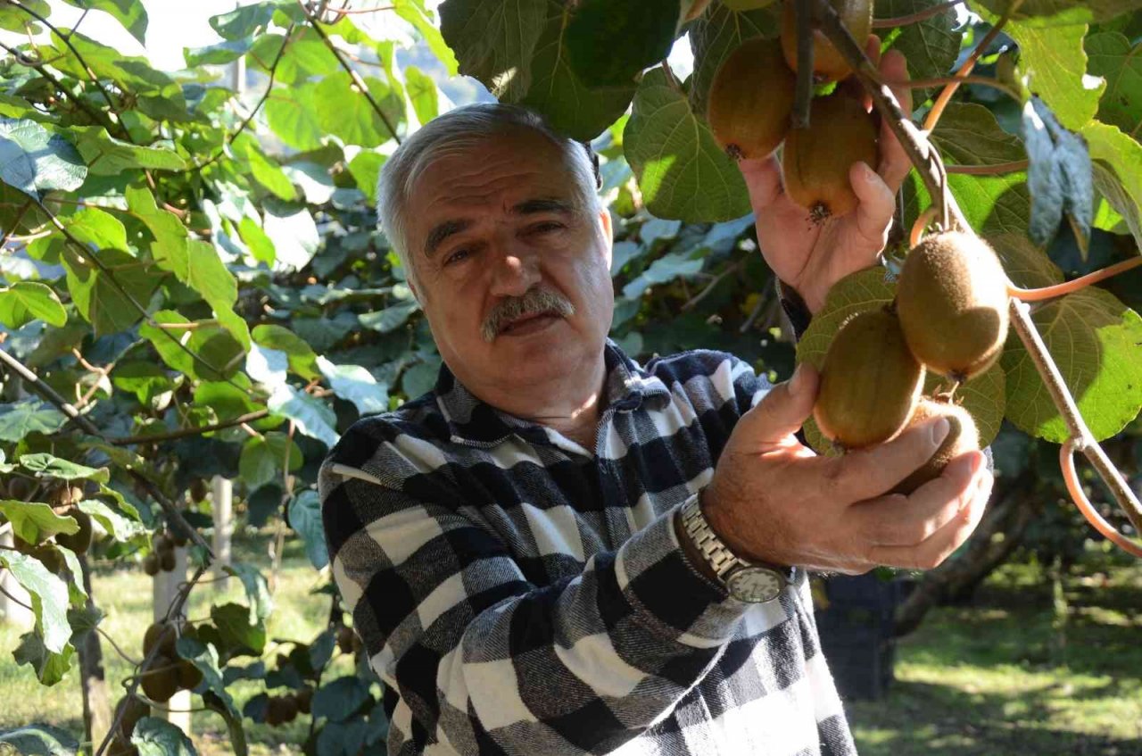 Ordu’da kivi hasadı başladı