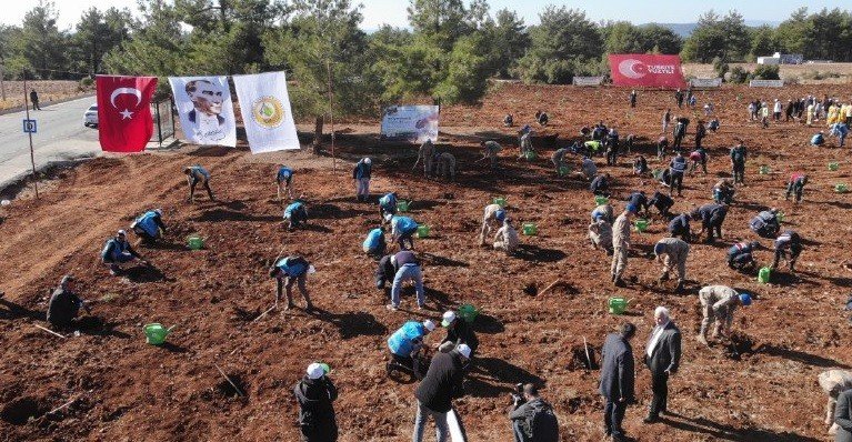 Muğla’da 253 bin fidan toprakla buluştu