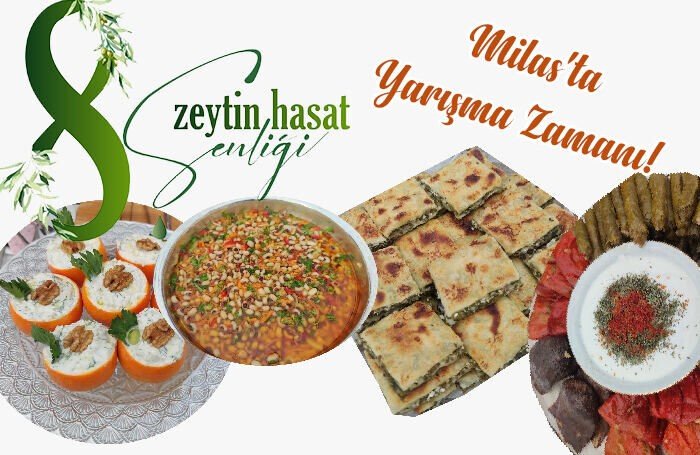 Milas’ta bu hafta sonu zeytin hasat şenliği düzenlenecek