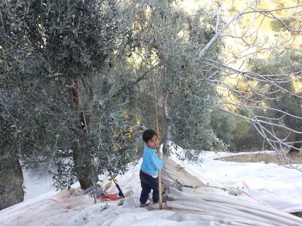 Zeytin hasat sezonu öncesi sağlıkçılardan yamaç arazilerde çalışanlara uyarı