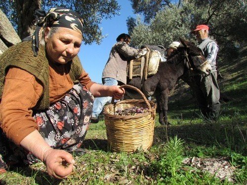 Zeytin hasat sezonu öncesi sağlıkçılardan yamaç arazilerde çalışanlara uyarı