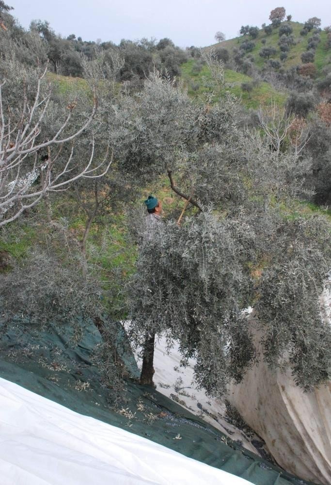 Zeytin hasat sezonu öncesi sağlıkçılardan yamaç arazilerde çalışanlara uyarı