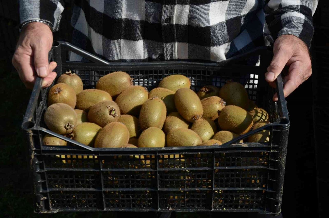 Ordu’da kivi hasadı başladı