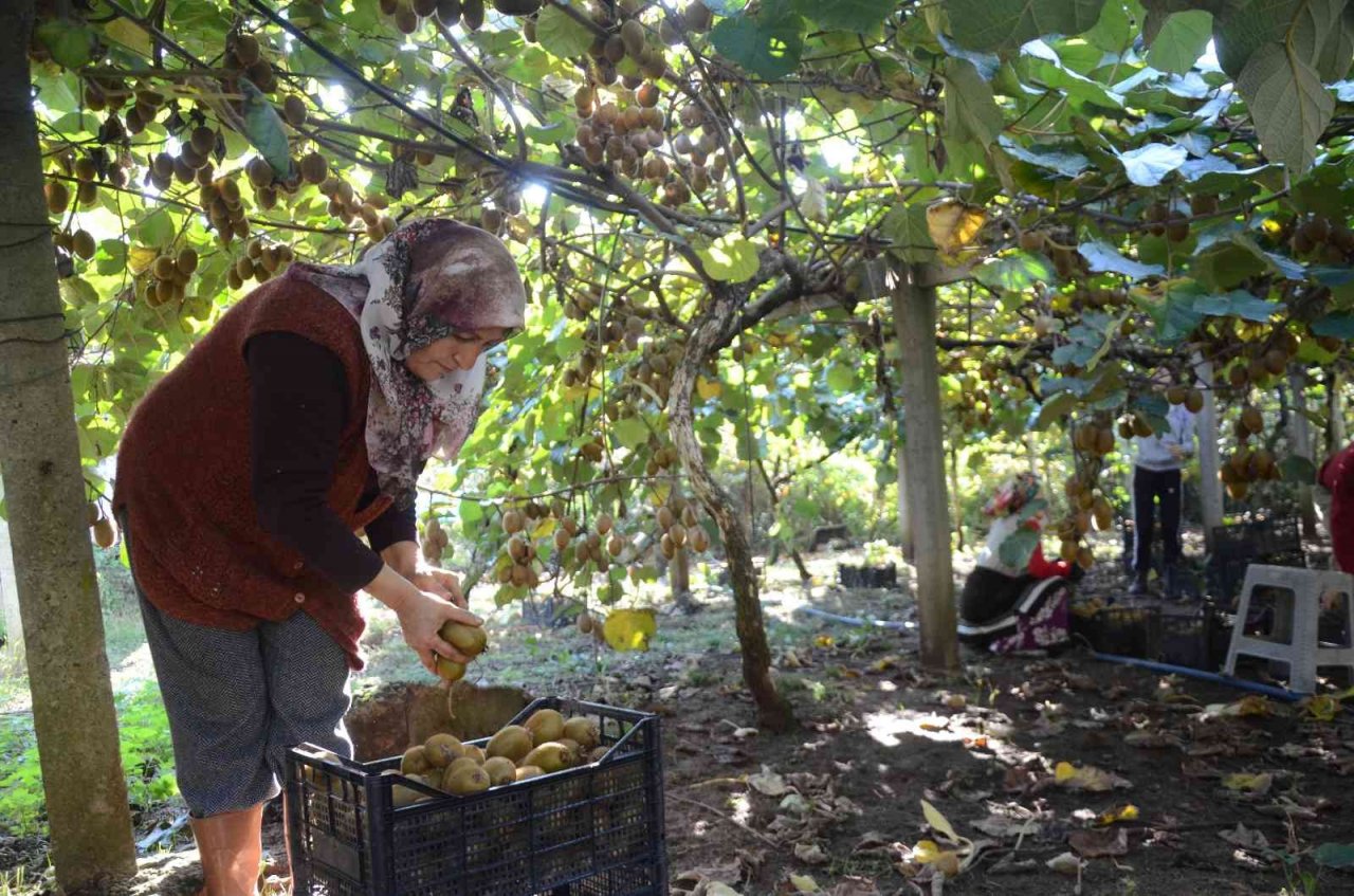 Ordu’da kivi hasadı başladı