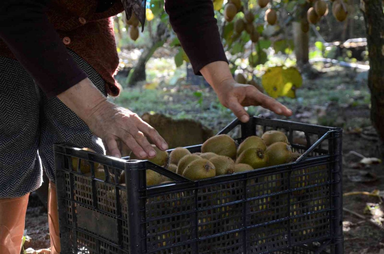 Ordu’da kivi hasadı başladı
