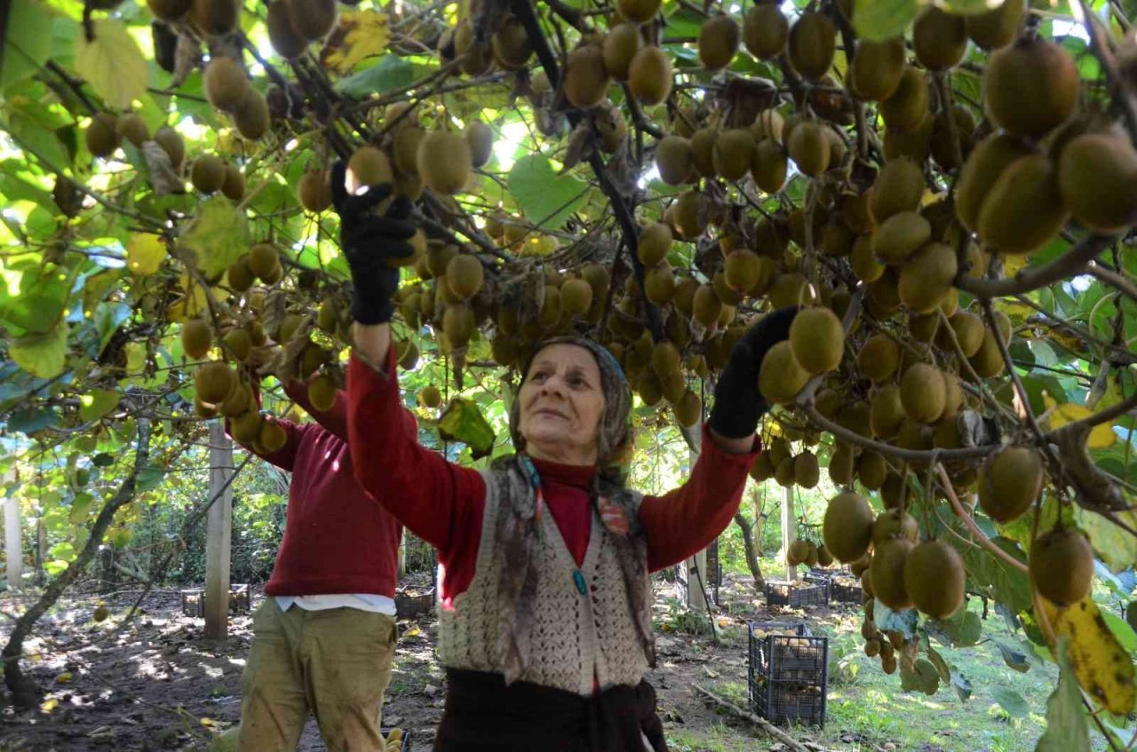Ordu’da kivi hasadı başladı