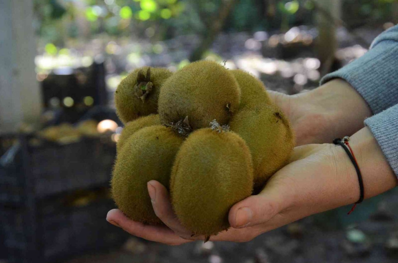 Ordu’da kivi hasadı başladı