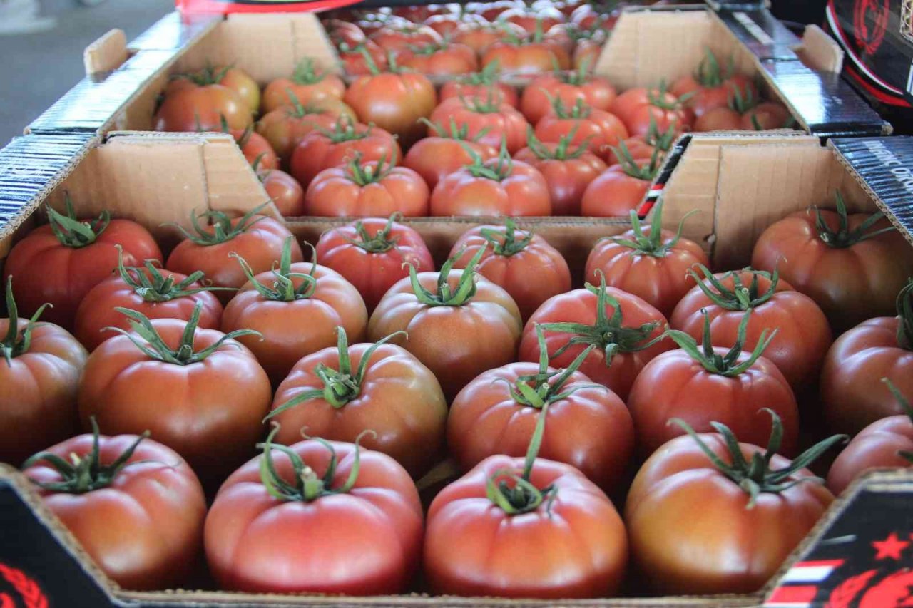 Antalya’da kış dönemi örtü altı hasadı başladı, 15 Kasım’dan itibaren ürün bollaşacak