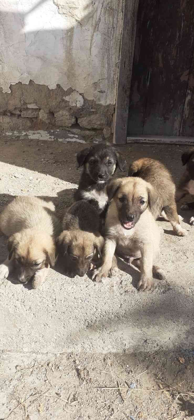 10 yavrunun annesi olan köpeğin zehirlenerek öldürüldüğü öne sürüldü