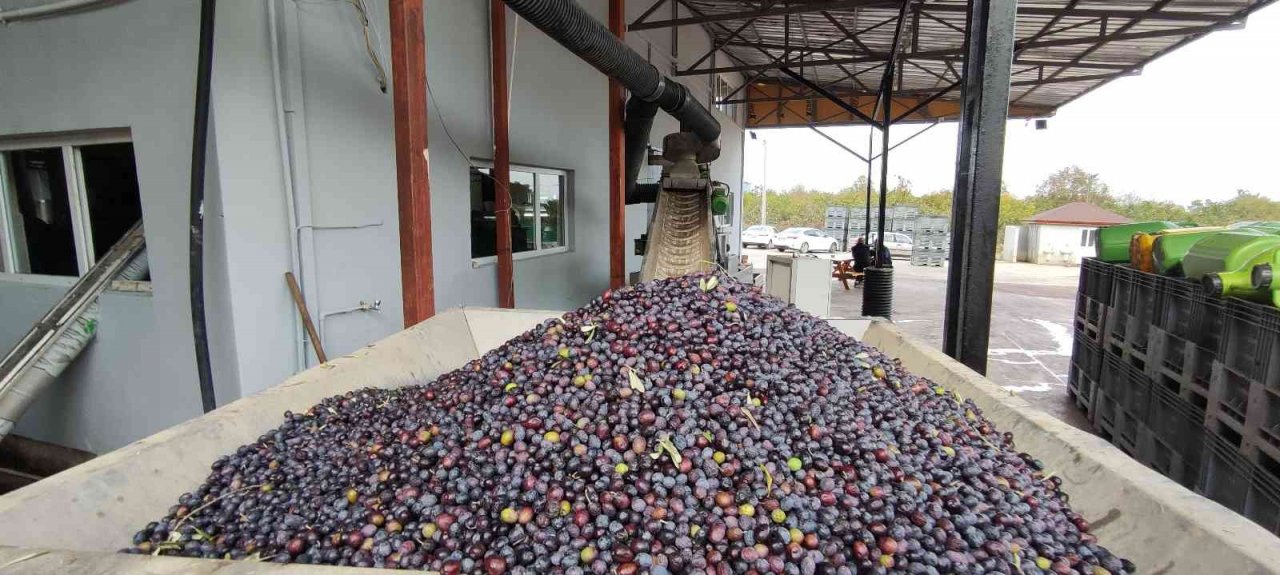 Zeytinyağına büyük talep...Üretimin yarısı ihracata gidiyor