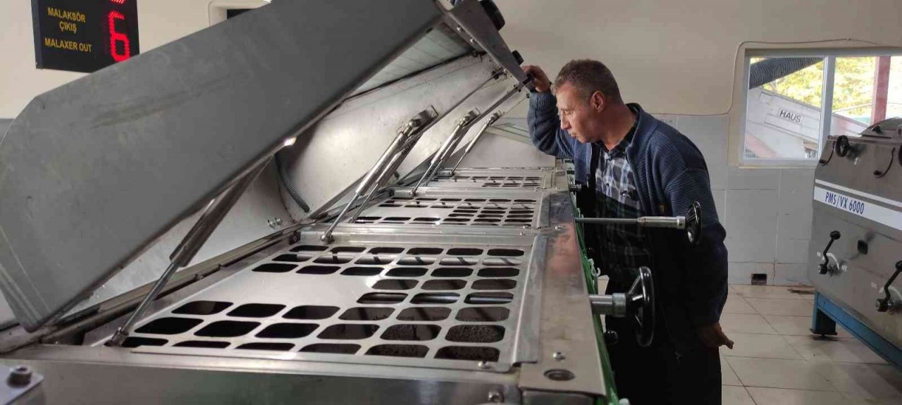 Zeytinyağına büyük talep...Üretimin yarısı ihracata gidiyor