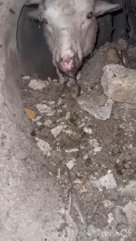 Su kanalına düşen kuzu için yolu kazdılar