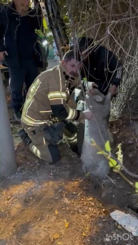 Su kanalına düşen kuzu için yolu kazdılar