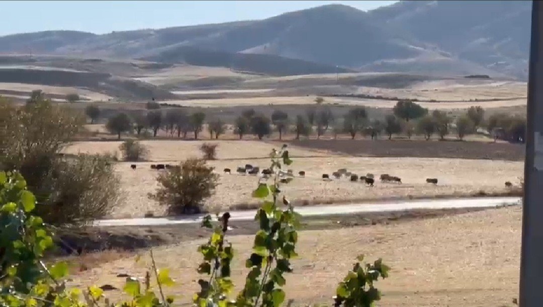 Domuz sürüsü şehir merkezine indi