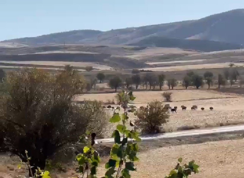 Domuz sürüsü şehir merkezine indi