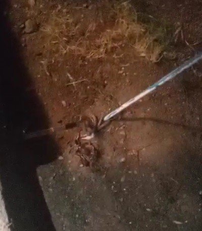 Elazığ’da eve giren 1 metrelik yılan paniğe neden oldu, ailenin yardımına itfaiye ekipleri yetişti