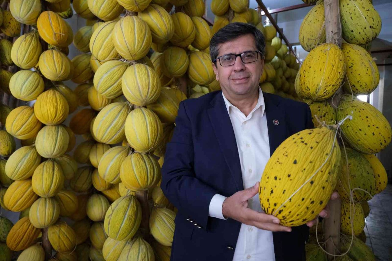 Kırkağaç’ın yaz meyvesi kavunları kışlık sofraları süsleyecek