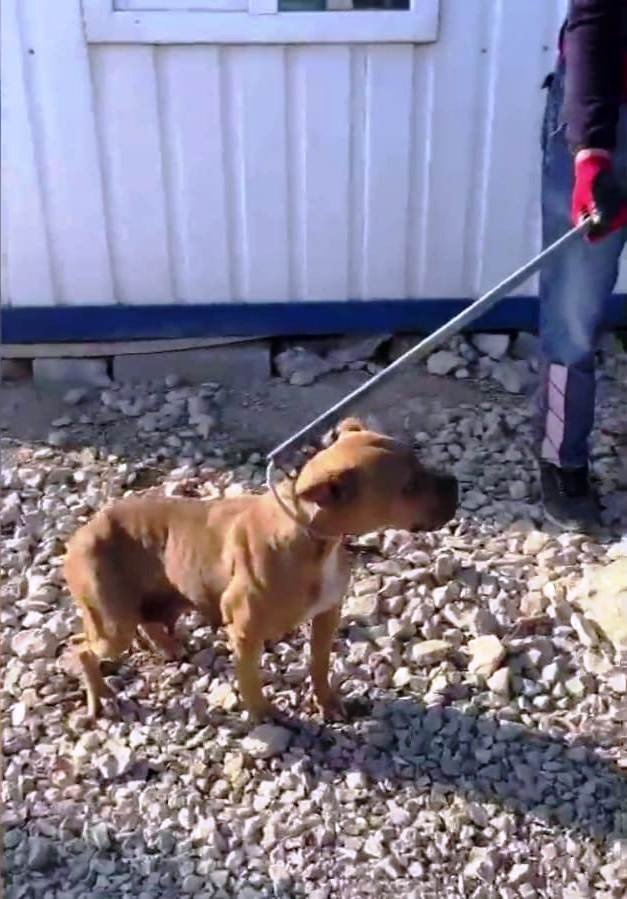 Pitbull cinsi köpeği sokağa terk eden şahsa 40 bin 860 lira ceza